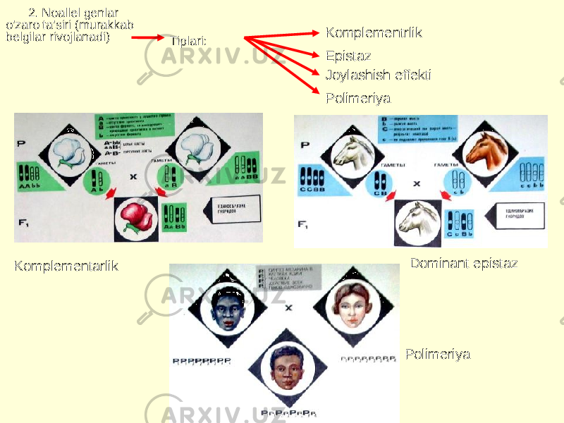 2. Noallel genlar o&#39;zaro ta&#39;siri (murakkab belgilar rivojlanadi) Tiplari: Komplementrlik Epistaz Joylashish effekti Polimeriya Komplementarlik Dominant epistaz Polimeriya  