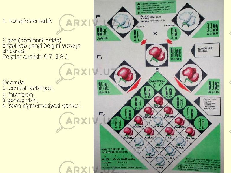 1. Komplementarlik 2 gen (dominant holda) birgalikda yangi belgini yuzaga chiqaradi. Belgilar ajralishi 9:7, 9:6:1 Odamda:  1. eshitish qobiliyati, 2. interferon,  3.gemoglobin,  4. soch pigmentasiyasi genlari . 