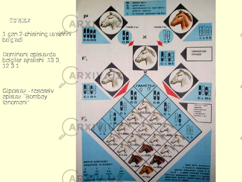 Epistaz 1 gen 2-chisining ta&#39;sinrini bo&#39;g&#39;adi Dominant epistazda belgilar ajralishi: 13:3, 12:3:1 Gipostaz - resessiv epistaz “Bombey fenomeni” 