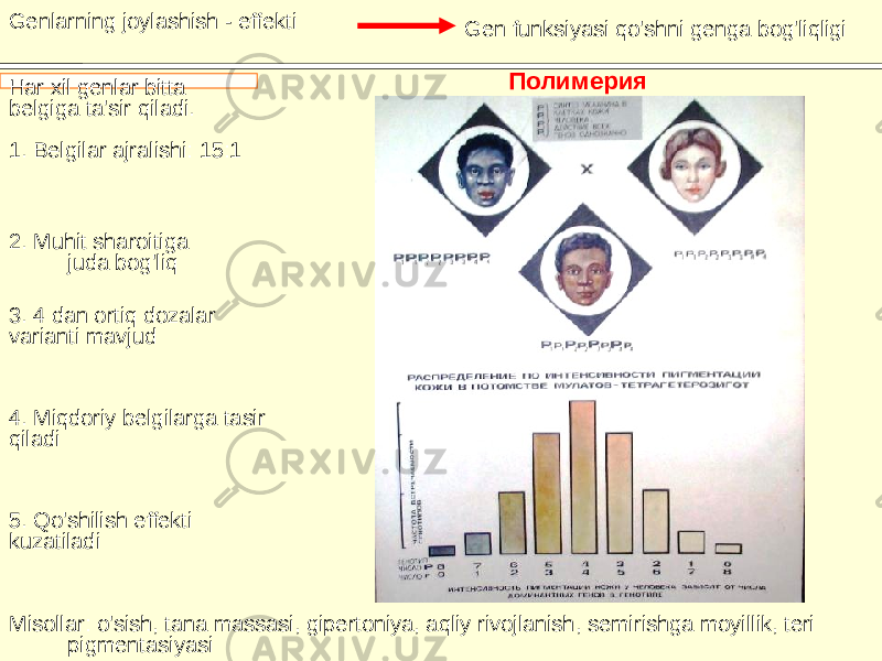 5. Qo&#39;shilish effekti kuzatiladiGenlarning joylashish - effekti Gen funksiyasi qo&#39;shni genga bog&#39;liqligi Полимерия Har xil genlar bitta belgiga ta&#39;sir qiladi. 1. Belgilar ajralishi: 15:1 4. Miqdoriy belgilarga tasir qiladi3. 4 dan ortiq dozalar varianti mavjud Misollar: o&#39;sish, tana massasi, gipertoniya, aqliy rivojlanish, semirishga moyillik, teri pigmentasiyasi2. Muhit sharoitiga  juda bog&#39;liq 