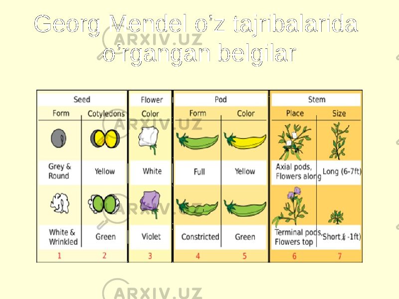 Georg Mendel o’z tajribalarida o’rgangan belgilar 