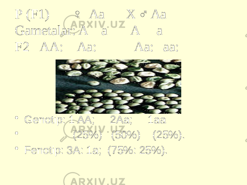 Р (F1) ♀ Аа Х ♂ Аа Gametalar: A a A a F2 АА: Аа: Аа: аа: • Genotip: 1 AA; 2Aa; 1aa • (25%) (50%) (25%). • Fenotip: 3A: 1a; (75%: 25%). 