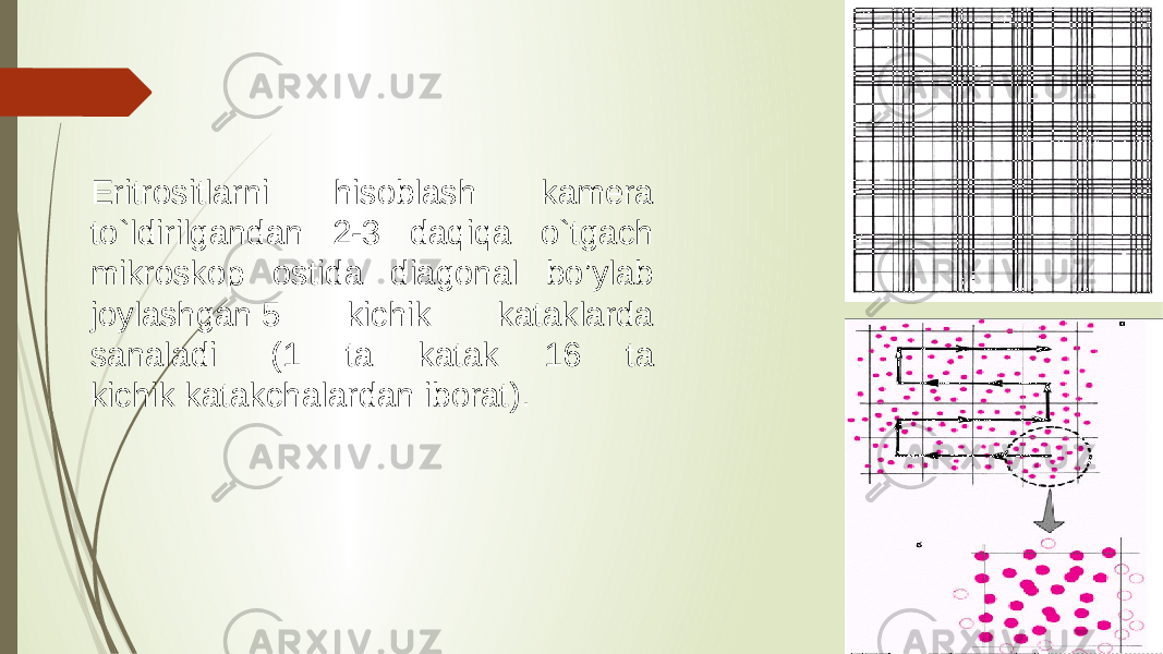  Eritrositlarni hisoblash kamera to`ldirilgandan 2-3 daqiqa o`tgach mikroskop ostida diagonal bo’ylab joylashgan 5 kichik kataklarda sanaladi  (1 ta katak 16 ta kichik katakchalardan iborat). 