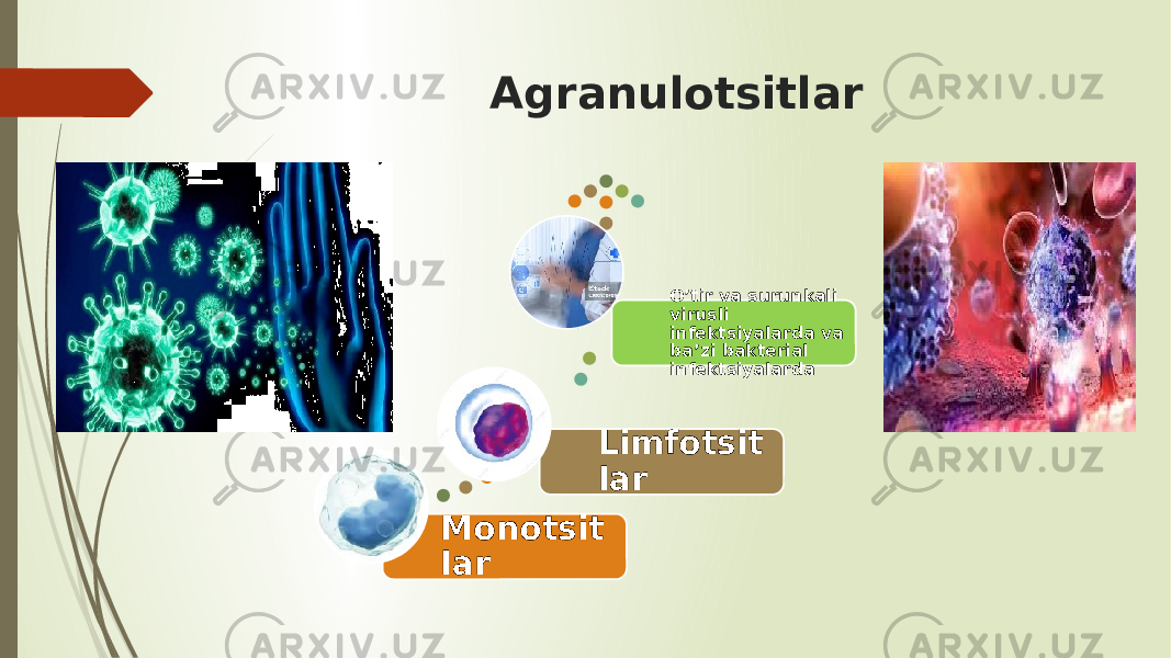 Agranulotsitlar Monotsit lar Limfotsit lar O’tir va surunkali virusli infektsiyalarda va ba’zi bakterial infektsiyalarda 