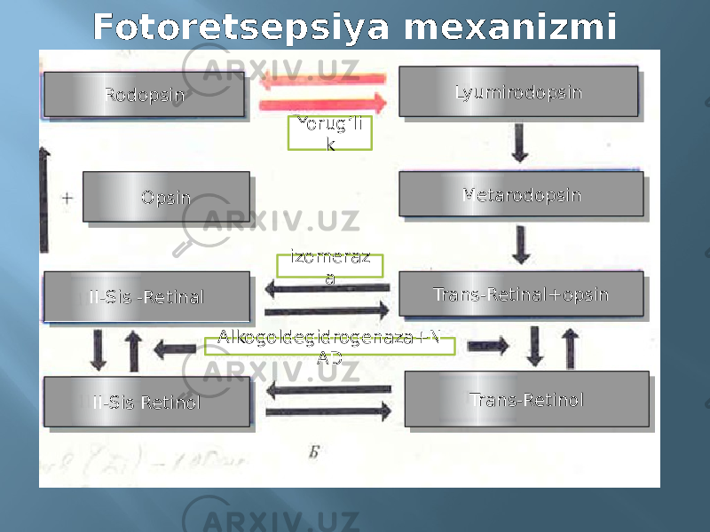 Fotoretsepsiya mexanizmi Rodopsin Opsin II-Sis -Retinal II-Sis Retinol Lyumirodopsin Metarodopsin Trans-Retinal+opsin Trans-RetinolYorug’li k izomeraz a Alkogoldegidrogenaza+N AD37 35 2F2F2B 2F2F2B 36 33 1E 1E 
