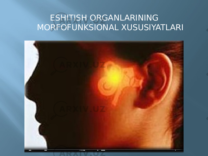 ESHITISH ORGANLARINING MORFOFUNKSIONAL XUSUSIYATLARI 