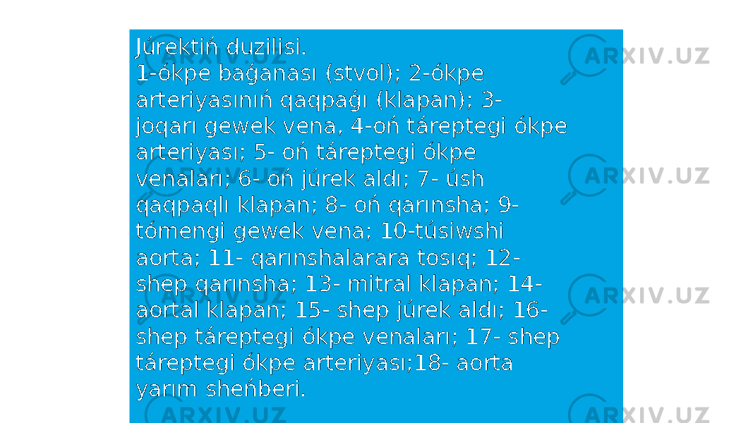 Júrektiń duzilisi. 1-ókpe baǵanası (stvol); 2-ókpe arteriyasınıń qaqpaǵı (klapan); 3- joqarı gewek vena, 4-oń táreptegi ókpe arteriyası; 5- oń táreptegi ókpe venaları; 6- oń júrek aldı; 7- úsh qaqpaqlı klapan; 8- oń qarınsha; 9- tómengi gewek vena; 10-túsiwshi aorta; 11- qarınshalarara tosıq; 12- shep qarınsha; 13- mitral klapan; 14- aortal klapan; 15- shep júrek aldı; 16- shep táreptegi ókpe venaları; 17- shep táreptegi ókpe arteriyası;18- aorta yarım sheńberi. 