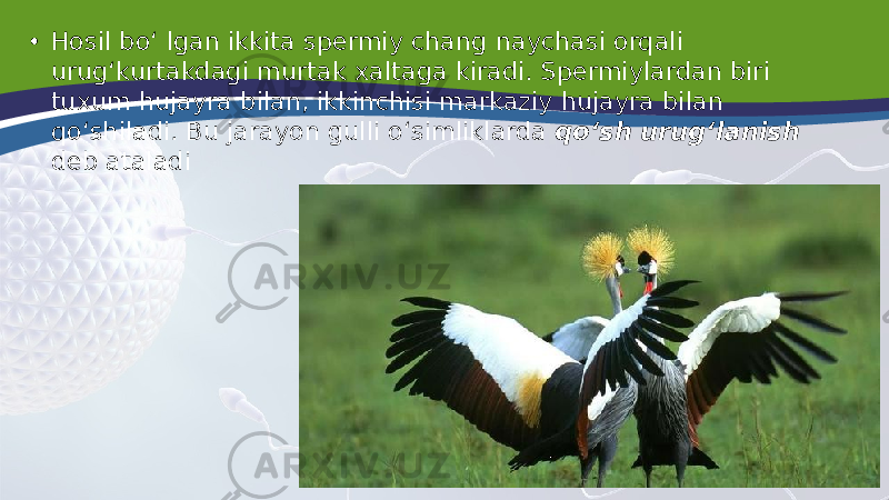 • Hosil bo‘ lgan ikkita spermiy chang naychasi orqali urug‘kurtakdagi murtak xaltaga kiradi. Spermiylardan biri tuxum hujayra bilan, ikkinchisi markaziy hujayra bilan qo‘shiladi. Bu jarayon gulli o‘simliklarda qo‘sh urug‘lanish deb ataladi 