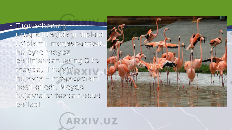 • Tugunchaning urug‘kurtagidagi diploid to‘plamli megasporotsit hujayra meyoz bo‘linishdan so‘ng 3 ta mayda, 1 ta yirik hujayra – megasporani hosil qiladi. Mayda hujayralar tezda nobud bo‘ladi. 