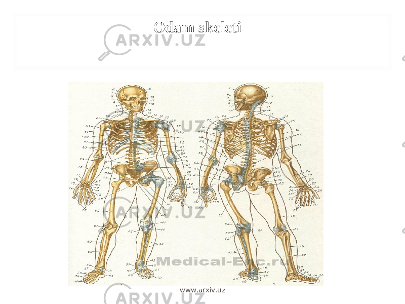 Odam skeleti www.arxiv.uz 