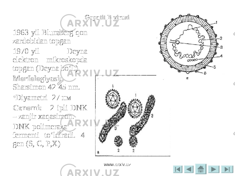 1963 -yil Blumberg qon zardobidan topgan 1970 -yil Deyna elektron mikroskopda topgan ( Deyna bo ‘ l .) Morfologiyasi: Sharsimon 42-45 nm. • Diyametri- 27 нм Genomi: - 2 ipli DNK – zanjir xaqasimon. DNK-polimeraza fermenti to‘ldiradi. 4- gen (S, C, P,X) Gepatit В virusi www.arxiv.uz 