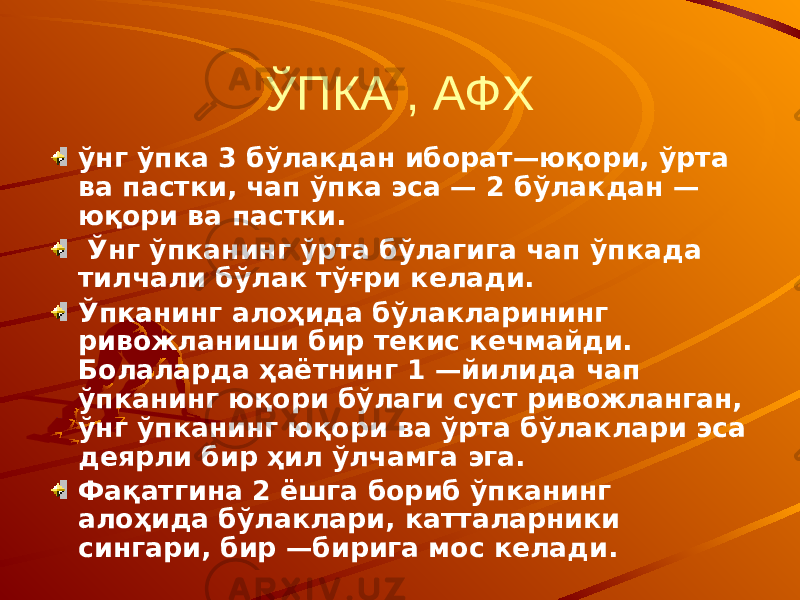 ЎПКА , АФХ ўнг ўпка 3 бўлакдан иборат—юқори, ўрта ва пастки, чап ўпка эса — 2 бўлакдан — юқори ва пастки. Ўнг ўпканинг ўрта бўлагига чап ўпкада тилчали бўлак тўғри келади. Ўпканинг алоҳида бўлакларининг ривожланиши бир текис кечмайди. Болаларда ҳаётнинг 1 —йилида чап ўпканинг юқори бўлаги суст ривожланган, ўнг ўпканинг юқори ва ўрта бўлаклари эса деярли бир ҳил ўлчамга эга. Фақатгина 2 ёшга бориб ўпканинг алоҳида бўлаклари, катталарники сингари, бир —бирига мос келади. 