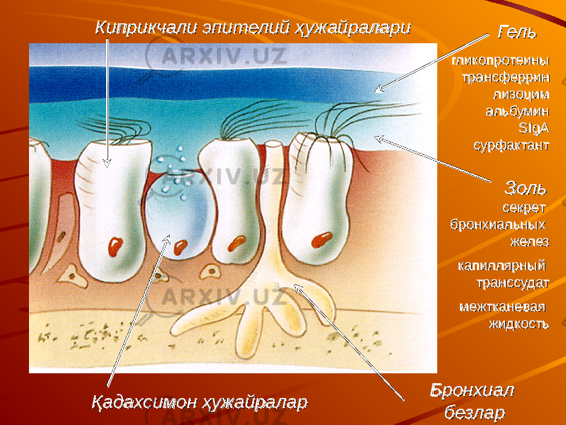 ЗольЗольГельГель Бронхиал безларБронхиал безларҚадахсимон ҳужайраларҚадахсимон ҳужайралар Киприкчали эпителий ҳужайралариКиприкчали эпителий ҳужайралари гликопротеины трансферрин лизоцим альбумин SIgA сурфактантгликопротеины трансферрин лизоцим альбумин SIgA сурфактант секрет бронхиальных желез капиллярный транссудат межтканевая жидкость секрет бронхиальных желез капиллярный транссудат межтканевая жидкость 