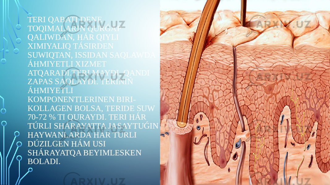 TERI QABATI DENE TOQIMALARIN QURǴAP QALIWDAN, HÁR QIYLI XIMIYALIQ TÁSIRDEN SUWIQTAN, ISSIDAN SAQLAWDA ÁHMIYETLI XIZMET ATQARADI.TERI MAYDI, QANDI ZAPAS SAQLAYDI. TERINIŃ ÁHMIYETLI KOMPONENTLERINEN BIRI- KOLLAGEN BOLSA, TERIDE SUW 70-72 % TI QURAYDI. TERI HÁR TÚRLI SHÁRAYATTA JASAYTUǴIN HAYWANLARDA HÁR TÚRLI DÚZILGEN HÁM USI SHÁRAYATQA BEYIMLESKEN BOLADI. 