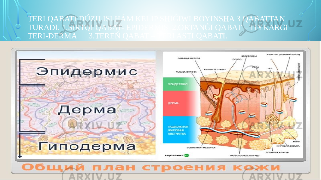 TERI QABATI DÚZILISI HÁM KELIP SHIǴIWI BOYINSHA 3 QABATTAN TURADI. 1.SIRTQI QABAT- EPIDERMIS 2.ORTANǴI QABAT – TIYKARGI TERI-DERMA 3.TEREŃ QABAT – TERI ASTI QABATI. 