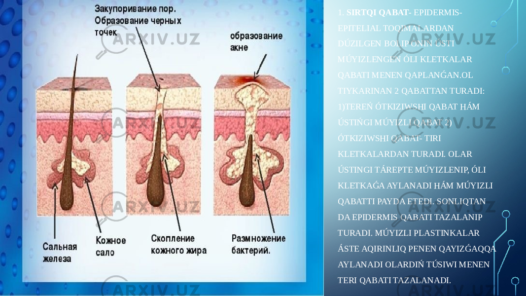 1. SIRTQI QABAT- EPIDERMIS- EPITELIAL TOQIMALARDAN DÚZILGEN BOLIP ONIŃ ÚSTI MÚYIZLENGEN ÓLI KLETKALAR QABATI MENEN QAPLANǴAN.OL TIYKARINAN 2 QABATTAN TURADI: 1)TEREŃ ÓTKIZIWSHI QABAT HÁM ÚSTIŃGI MÚYIZLI QABAT 2) ÓTKIZIWSHI QABAT- TIRI KLETKALARDAN TURADI. OLAR ÚSTINGI TÁREPTE MÚYIZLENIP, ÓLI KLETKAǴA AYLANADI HÁM MÚYIZLI QABATTI PAYDA ETEDI. SONLIQTAN DA EPIDERMIS QABATI TAZALANIP TURADI. MÚYIZLI PLASTINKALAR ÁSTE AQIRINLIQ PENEN QAYIZǴAQQA AYLANADI OLARDIŃ TÚSIWI MENEN TERI QABATI TAZALANADI. 