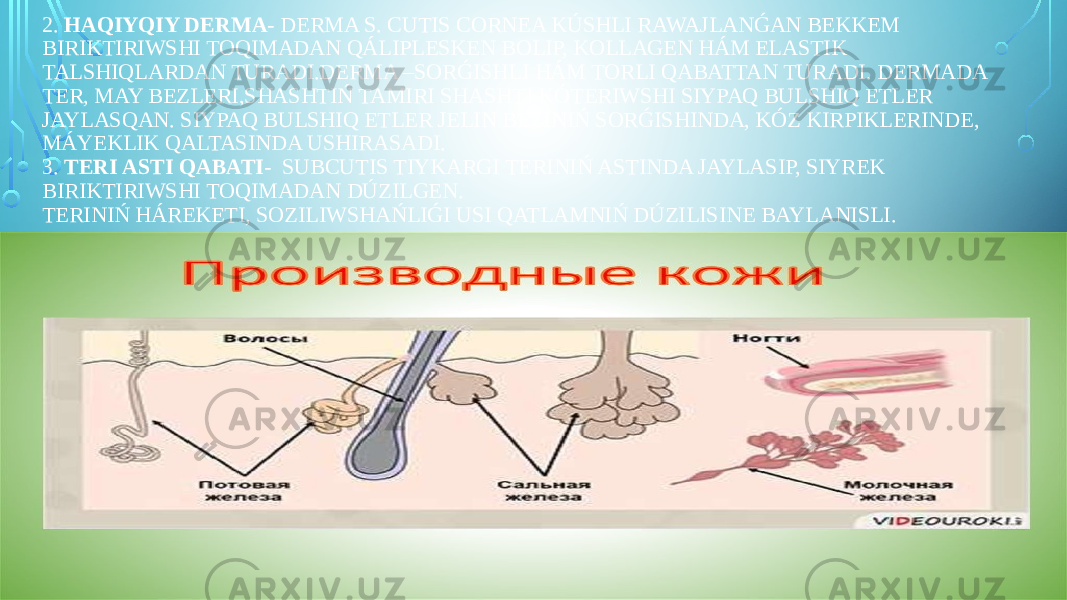 2. HAQIYQIY DERMA- DERMA S. CUTIS CORNEA KÚSHLI RAWAJLANǴAN BEKKEM BIRIKTIRIWSHI TOQIMADAN QÁLIPLESKEN BOLIP, KOLLAGEN HÁM ELASTIK TALSHIQLARDAN TURADI.DERMA –SORǴISHLI HÁM TORLI QABATTAN TURADI. DERMADA TER, MAY BEZLERI,SHASHTIŃ TAMIRI SHASHTI KÓTERIWSHI SIYPAQ BULSHIQ ETLER JAYLASQAN. SIYPAQ BULSHIQ ETLER JELIN BEZINIŃ SORǴISHINDA, KÓZ KIRPIKLERINDE, MÁYEKLIK QALTASINDA USHIRASADI. 3. TERI ASTI QABATI - SUBCUTIS TIYKARGI TERINIŃ ASTINDA JAYLASIP, SIYREK BIRIKTIRIWSHI TOQIMADAN DÚZILGEN. TERINIŃ HÁREKETI, SOZILIWSHAŃLIǴI USI QATLAMNIŃ DÚZILISINE BAYLANISLI. 