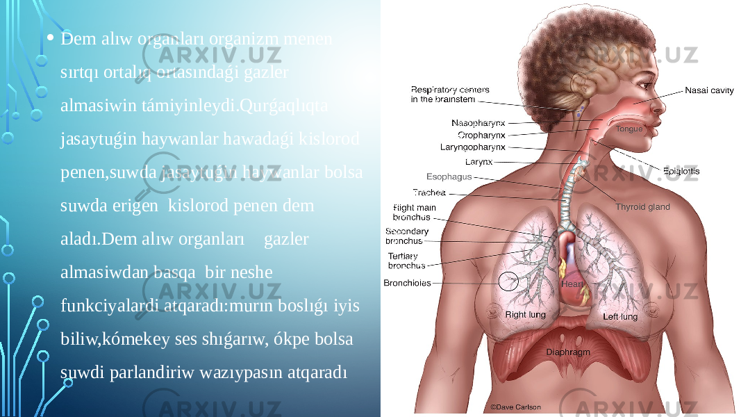 • Dem alıw organları organizm menen sırtqı ortalıq ortasındaǵi gazler almasiwin támiyinleydi.Qurǵaqlıqta jasaytuǵin haywanlar hawadaǵi kislorod penen,suwda jasaytuǵin haywanlar bolsa suwda erigen kislorod penen dem aladı.Dem alıw organları gazler almasiwdan basqa bir neshe funkciyalardi atqaradı:murın boslıǵı iyis biliw,kómekey ses shıǵarıw, ókpe bolsa suwdi parlandiriw wazıypasın atqaradı 