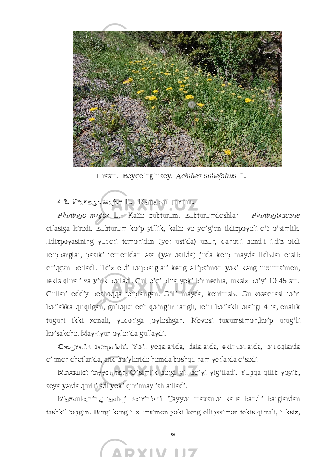  1- rasm. Boyqo‘ng‘irsoy. Achillea millefolium L. 4.2. Plantago major L. - Katta zubturum. Plantago major L.- Katta zubturum. Zubturumdoshlar – Plantaginaceae oilasiga kiradi. Zubturum ko’p yillik, kalta va yo’g’on ildizpoyali o’t o’simlik. Ildizpoyasining yuqori tomonidan (yer ustida) uzun, qanotli bandli ildiz oldi to’pbarglar, pastki tomonidan esa (yer ostida) juda ko’p mayda ildizlar o’sib chiqqan bo’ladi. Ildiz oldi to’pbarglari keng ellipsimon yoki keng tuxumsimon, tekis qirrali va yirik bo’ladi. Gul o’qi bitta yoki bir nechta, tuksiz bo’yi 10-45 sm. Gullari oddiy boshoqqa to’plangan. Guli mayda, ko’rimsiz. Gulkosachasi to’rt bo’lakka qirqilgan, gultojisi och qo’ng’ir rangli, to’rt bo’lakli otaligi 4 ta, onalik tuguni ikki xonali, yuqoriga joylashgan. Mevasi tuxumsimon,ko’p urug’li ko’sakcha. May-iyun oylarida gullaydi. Geografik tarqalishi. Yo’l yoqalarida, dalalarda, ekinzorlarda, o’tloqlarda o’rmon chetlarida, ariq bo’ylarida hamda boshqa nam yerlarda o’sadi. Maxsulot tayyorlash. O’simlik bargi yil bo’yi yig’iladi. Yupqa qilib yoyib, soya yerda quritiladi yoki quritmay ishlatiladi. Maxsulotning tashqi ko’rinishi. Tayyor maxsulot kalta bandli barglardan tashkil topgan. Bargi keng tuxumsimon yoki keng ellipssimon tekis qirrali, tuksiz, 56 