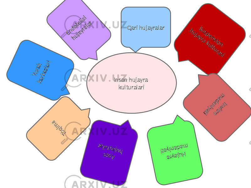 Inson hujayra kulturalari Suspension hujayra kulturasi Invitro m adaniyati Tòqim a Yurak karkaslari Endotelial hujayralar Qari hujayralar H ujayra m adaniyati A sos hujayralar 