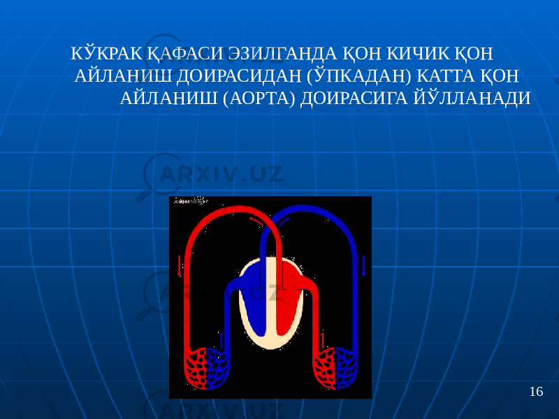  КЎКРАК ҚАФАСИ ЭЗИЛГАНДА ҚОН КИЧИК ҚОН АЙЛАНИШ ДОИРАСИДАН (ЎПКАДАН) КАТТА ҚОН АЙЛАНИШ (АОРТА) ДОИРАСИГА ЙЎЛЛАНАДИ 16 