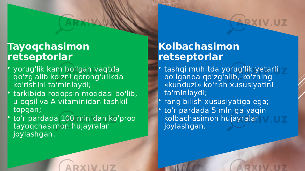 Tayoqchasimon retseptorlar • yorug&#39;lik kam bo&#39;lgan vaqtda qo&#39;zg&#39;alib ko&#39;zni qorong&#39;ulikda ko&#39;rishini ta&#39;minlaydi; • tarkibida rodopsin moddasi bo&#39;lib, u oqsil va A vitaminidan tashkil topgan; • to&#39;r pardada 100 mln dan ko&#39;proq tayoqchasimon hujayralar joylashgan. Kolbachasimon retseptorlar • tashqi muhitda yorug&#39;lik yetarli bo‘lganda qo&#39;zg&#39;alib, ko&#39;zning «kunduzi» ko&#39;rish xususiyatini ta&#39;minlaydi; • rang bilish xususiyatiga ega; • to’r pardada 5 mln ga yaqin kolbachasimon hujayralar joylashgan. 