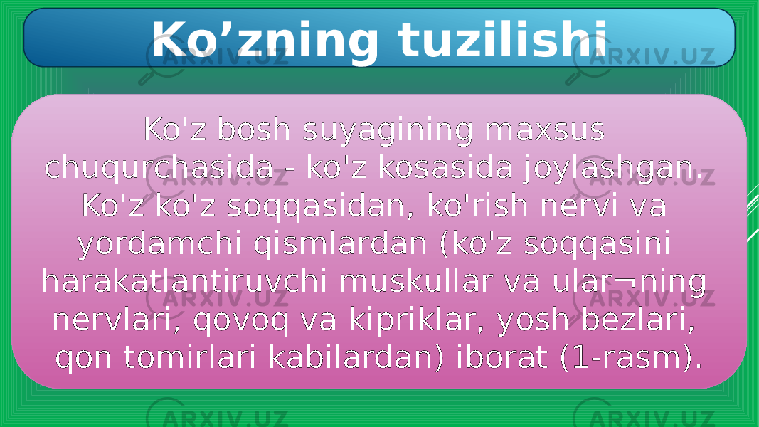 Ko’zning tuzilishi Ko&#39;z bosh suyagining maxsus chuqurchasida - ko&#39;z kosasida joylashgan. Ko&#39;z ko&#39;z soqqasidan, ko&#39;rish nervi va yordamchi qismlardan (ko&#39;z soqqasini harakatlantiruvchi muskullar va ular¬ning nervlari, qovoq va kipriklar, yosh bezlari, qon tomirlari kabilardan) iborat (1-rasm). 