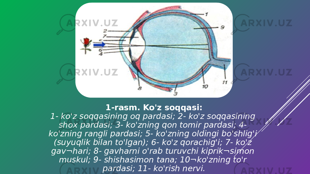 1-rasm. Ko&#39;z soqqasi: 1- ko&#39;z soqqasining oq pardasi; 2- ko&#39;z soqqasining shox pardasi; 3- ko&#39;zning qon tomir pardasi; 4- ko&#39;zning rangli pardasi; 5- ko&#39;zning oldingi bo&#39;shlig&#39;i (suyuqlik bilan to&#39;lgan); 6- ko&#39;z qorachig&#39;i; 7- ko&#39;z gav¬hari; 8- gavharni o&#39;rab turuvchi kiprik¬simon muskul; 9- shishasimon tana; 10¬ko&#39;zning to&#39;r pardasi; 11- ko&#39;rish nervi. 