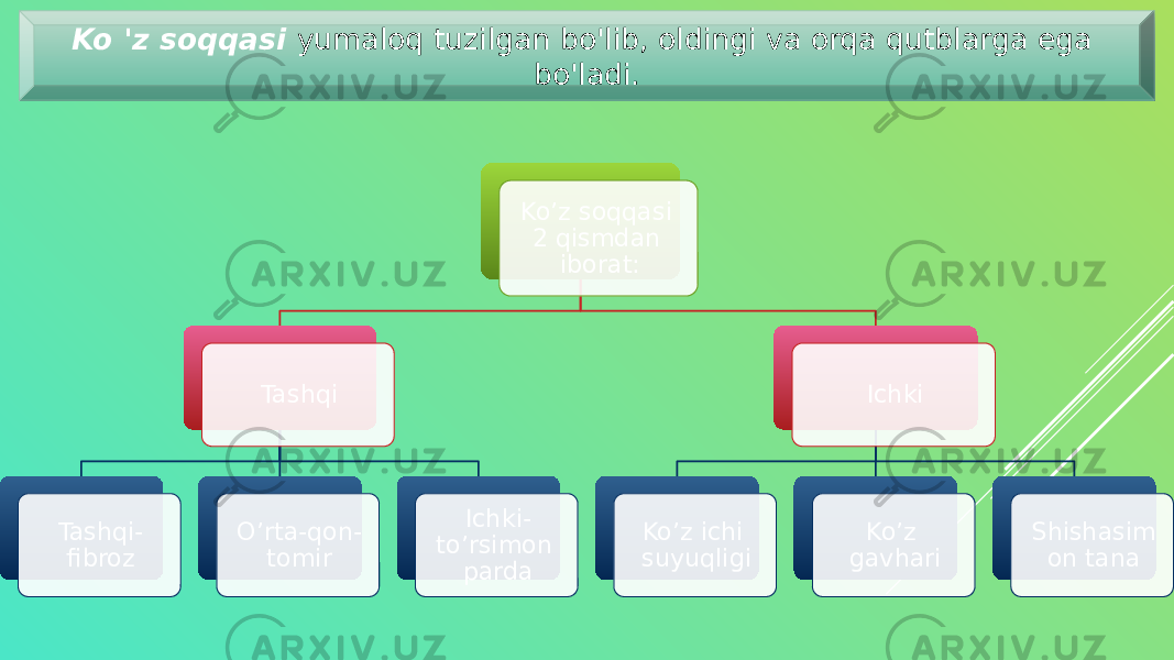 Ko &#39;z soqqasi yumaloq tuzilgan bo&#39;lib, oldingi va orqa qutblarga ega bo&#39;ladi. Ko’z soqqasi 2 qismdan iborat: Tashqi Tashqi- fibroz O’rta-qon- tomir Ichki- to’rsimon parda Ichki Ko’z ichi suyuqligi Ko’z gavhari Shishasim on tana 