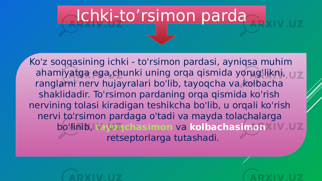 Ichki-to’rsimon parda Ko&#39;z soqqasining ichki - to&#39;rsimon pardasi, ayniqsa muhim ahamiyatga ega,chunki uning orqa qismida yorug&#39;likni, ranglarni nerv hujayralari bo&#39;lib, tayoqcha va kolbacha shaklidadir. To&#39;rsimon pardaning orqa qismida ko&#39;rish nervining tolasi kiradigan teshikcha bo&#39;lib, u orqali ko&#39;rish nervi to&#39;rsimon pardaga o&#39;tadi va mayda tolachalarga bo&#39;linib, tayoqchasimon va kolbachasimon retseptorlarga tutashadi. 