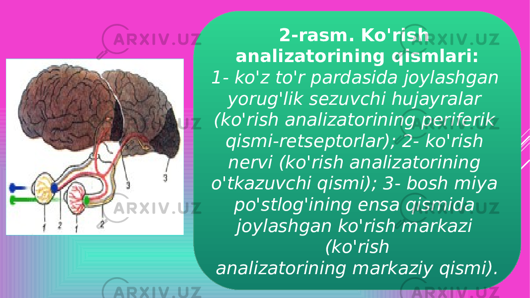 2-rasm. Ko&#39;rish analizatorining qismlari: 1- ko&#39;z to&#39;r pardasida joylashgan yorug&#39;lik sezuvchi hujayralar (ko&#39;rish analizatorining periferik qismi-retseptorlar); 2- ko&#39;rish nervi (ko&#39;rish analizatorining o&#39;tkazuvchi qismi); 3- bosh miya po&#39;stlog&#39;ining ensa qismida joylashgan ko&#39;rish markazi (ko&#39;rish analizatorining markaziy qismi). 