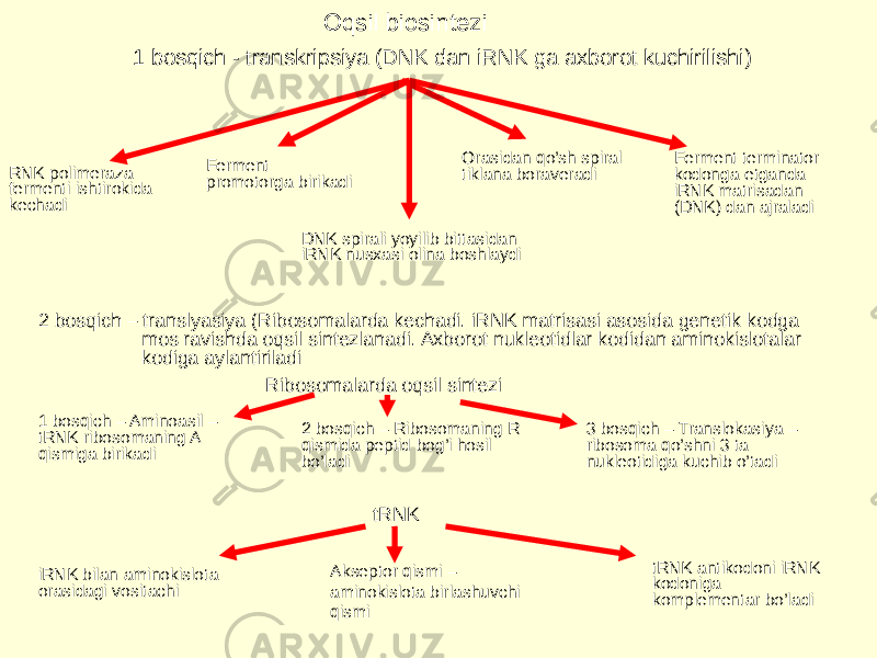 Oqsil biosintezi 1 bosqich - transkripsiya (DNK dan iRNK ga axborot kuchirilishi) RNK polimeraza fermenti ishtirokida kechadi Ferment  promotorga birikadi Orasidan qo’sh spiral tiklana boraveradi Ferment terminator kodonga etganda iRNK matrisadan (DNK) dan ajraladi  DNK spirali yoyilib bittasidan iRNK nusxasi olina boshlaydi 2 bosqich – translyasiya (Ribosomalarda kechadi. iRNK matrisasi asosida genetik kodga mos ravishda oqsil sintezlanadi. Axborot nukleotidlar kodidan aminokislotalar kodiga aylantiriladi  Ribosomalarda oqsil sintezi 1 bosqich – Aminoasil – tRNK ribosomaning A qismiga birikadi 2 bosqich – Ribosomaning R qismida peptid bog’i hosil bo’ladi 3 bosqich – Translokasiya – ribosoma qo’shni 3 ta nukleotidiga kuchib o’tadi tRNK iRNK bilan aminokislota orasidagi vositachi Akseptor qismi – aminokislota birlashuvchi qismi tRNK antikodoni iRNK kodoniga komplementar bo’ladi 