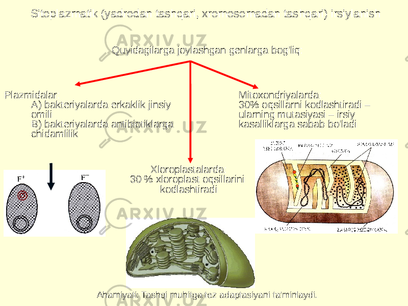 Sitoplazmatik (yadrodan tashqari, xromosomadan tashqari) irsiylanish Quyidagilarga joylashgan genlarga bog&#39;liq: Plazmidalar: A) bakteriyalarda erkaklik jinsiy omili  B) bakteriyalarda antibiotiklarga chidamlilik Mitoxondriyalarda: 30% oqsillarni kodlashtiradi – ularning mutasiyasi – irsiy kasalliklarga sabab bo&#39;ladi Xloroplastalarda: 30 % xloroplast oqsillarini kodlashtiradi Ahamiyati: Tashqi muhitga tez adaptasiyani ta&#39;minlaydi. 