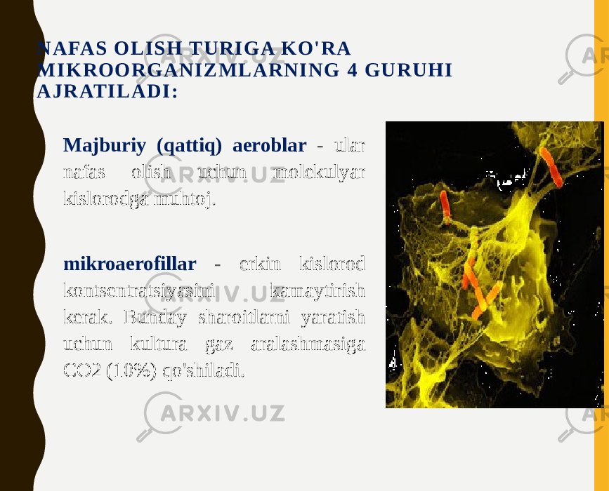 N A FA S O L I S H T U R I G A K O &#39; R A M I K R O O R G A N I Z M L A R N I N G 4 G U R U H I A J R AT I L A D I : • Majburiy (qattiq) aeroblar - ular nafas olish uchun molekulyar kislorodga muhtoj. • mikroaerofillar - erkin kislorod kontsentratsiyasini kamaytirish kerak. Bunday sharoitlarni yaratish uchun kultura gaz aralashmasiga CO2 (10%) qo&#39;shiladi. 