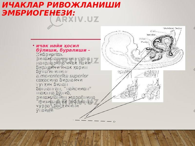 ИЧАКЛАР РИВОЖЛАНИШИ ЭМБРИОГЕНЕЗИ: • ичак найи ҳосил бўлиши, буралиши – Эмбрионал ривожланишнинг эрта даврларида ичак найи – бирламчи ичак қорин бўшлиғининг а.mezenterika superior соҳасида бирламчи тутқич билан боғланган, “найсимон” шаклда бўлиб, ривожланиш жараёнида “физиологик эмбрионал чурра” босқичини ўтайди. 