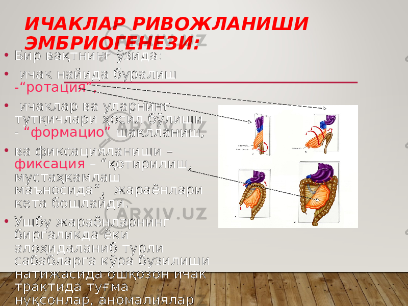 ИЧАКЛАР РИВОЖЛАНИШИ ЭМБРИОГЕНЕЗИ: • Бир вақтнинг ўзида: • ичак найида буралиш -“ротация”, • ичаклар ва уларнинг тутқичлари ҳосил бўлиши - “формацио” шаклланиш, • ва фиксацияланиши – фиксация – “қотирилиш, мустаҳкамлаш маъносида”, жараёнлари кета бошлайди. • Ушбу жараёнларнинг биргаликда ёки алоҳидаланиб турли сабабларга кўра бузилиши натижасида ошқозон ичак трактида туғма нуқсонлар, аномалиялар юзага келиши мумкин. 