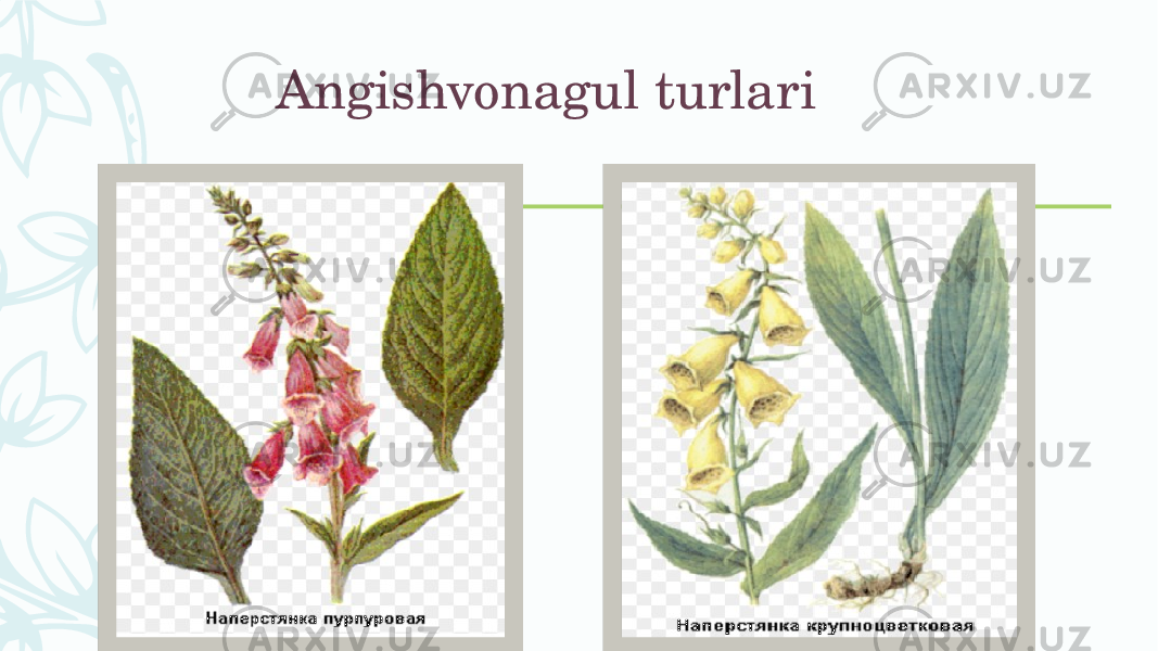 Angishvonagul turlari – 