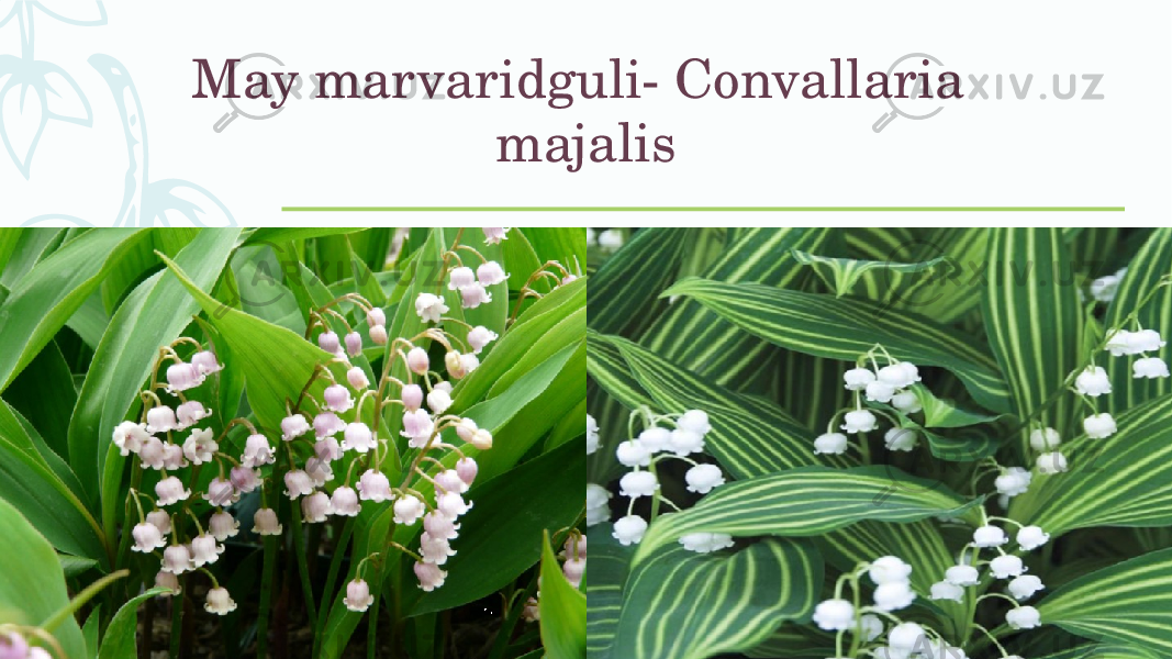 May marvaridguli- Convallaria majalis 