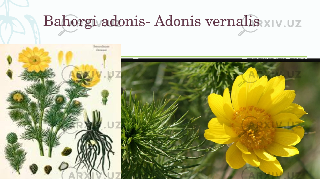 Bahorgi adonis- Adonis vernalis 