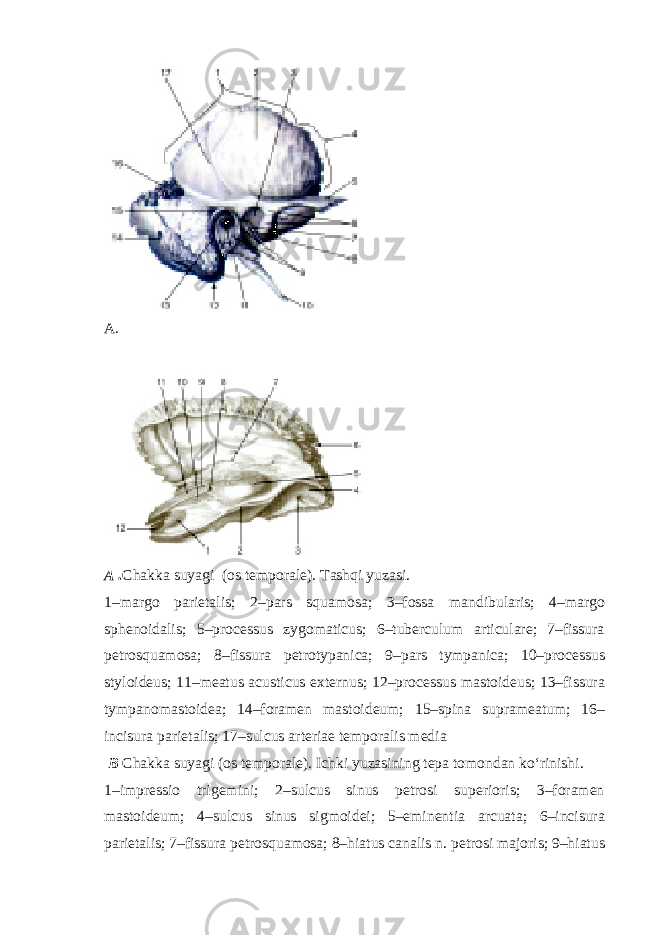 A. A . Chakka suyagi (os temporale). Tashqi yuzasi. 1–margo parietalis; 2–pars squamosa; 3–fossa mandibularis; 4–margo sphenoidalis; 5–processus zygomaticus; 6–tuberculum articulare; 7–fissura petrosquamosa; 8–fissura petrotypanica; 9–pars tympanica; 10–processus styloideus; 11–meatus acusticus externus; 12–processus mastoideus; 13–fissura tympanomastoidea; 14–foramen mastoideum; 15–spina suprameatum; 16– incisura parietalis; 17–sulcus arteriae temporalis media B Chakka suyagi (os temporale). Ichki yuzasining tepa tomondan ko‘rinishi. 1–impressio trigemini; 2–sulcus sinus petrosi superioris; 3–foramen mastoideum; 4–sulcus sinus sigmoidei; 5–eminentia arcuata; 6–incisura parietalis; 7–fissura petrosquamosa; 8–hiatus canalis n. petrosi majoris; 9–hiatus 