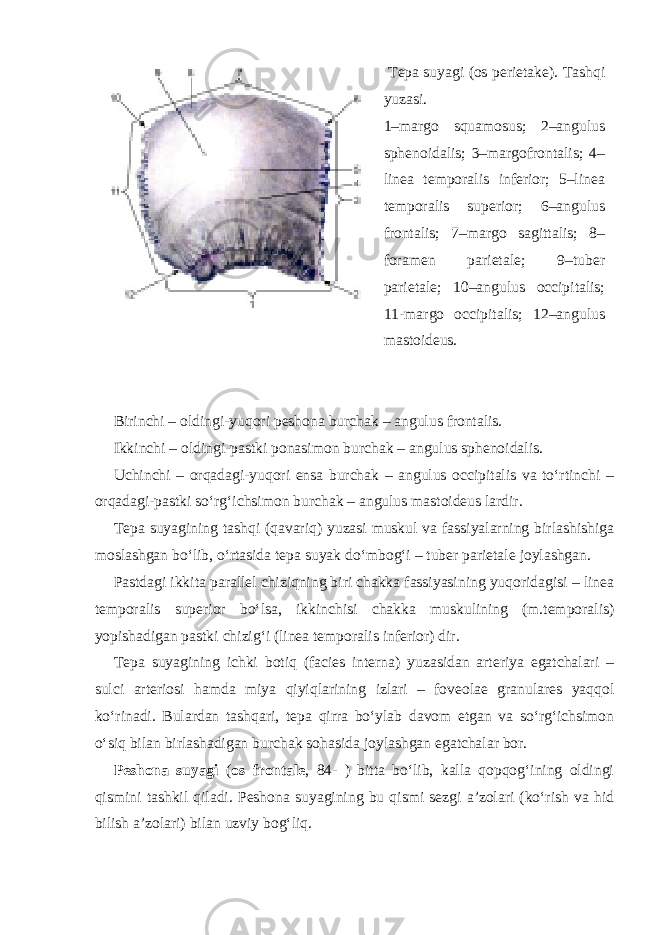  Tepa suyagi (os perietake). Tashqi yuzasi. 1–margo squamosus; 2–angulus sphenoidalis; 3–margofrontalis; 4– linea temporalis inferior; 5–linea temporalis superior; 6–angulus frontalis; 7–margo sagittalis; 8– foramen parietale; 9–tuber parietale; 10–angulus occipitalis; 11-margo occipitalis; 12–angulus mastoideus. Birinchi – oldingi-yuqori peshona burchak – angulus frontalis. Ikkinchi – oldingi-pastki ponasimon burchak – angulus sphenoidalis. Uchinchi – orqadagi-yuqori ensa burchak – angulus occipitalis va to‘rtinchi – orqadagi-pastki so‘rg‘ichsimon burchak – angulus mastoideus lardir. Tepa suyagining tashqi (qavariq) yuzasi muskul va fassiyalarning birlashishiga moslashgan bo‘lib, o‘rtasida tepa suyak do‘mbog‘i – tuber parietale joylashgan. Pastdagi ikkita parallel chiziqning biri chakka fassiyasining yuqoridagisi – linea temporalis superior bo‘lsa, ikkinchisi chakka muskulining (m.temporalis) yopishadigan pastki chizig‘i (linea temporalis inferior) dir. Tepa suyagining ichki botiq (facies interna) yuzasidan arteriya egatchalari – sulci arteriosi hamda miya qiyiqlarining izlari – foveolae granulares yaqqol ko‘rinadi. Bulardan tashqari, tepa qirra bo‘ylab davom etgan va so‘rg‘ichsimon o‘siq bilan birlashadigan burchak sohasida joylashgan egatchalar bor. Peshona suyagi ( os frontale , 84- ) bitta bo‘lib, kalla qopqog‘ining oldingi qismini tashkil qiladi. Peshona suyagining bu qismi sezgi a’zolari (ko‘rish va hid bilish a’zolari) bilan uzviy bog‘liq. 