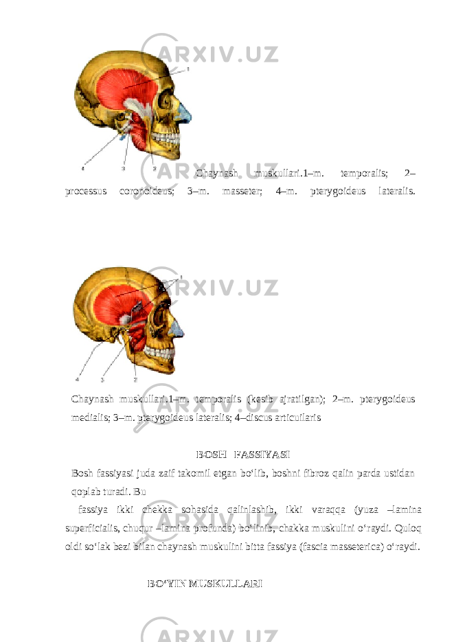 Chaynash muskullari.1–m. temporalis; 2– processus coronoideus; 3–m. masseter; 4–m. pterygoideus lateralis. Chaynash muskullari.1–m. temporalis (kesib ajratilgan); 2–m. pterygoideus medialis; 3–m. pterygoideus lateralis; 4–discus articuilaris BOSH FASSIYASI Bosh fassiyasi juda zaif takomil etgan bo‘lib, boshni fibroz qalin parda ustidan qoplab turadi. Bu fassiya ikki chekka sohasida qalinlashib, ikki varaqqa (yuza –lamina superficialis, chuqur –lamina profunda) bo‘linib, chakka muskulini o‘raydi. Quloq oldi so‘lak bezi bilan chaynash muskulini bitta fassiya (fascia masseterica) o‘raydi. BO‘YIN MUSKULLARI 