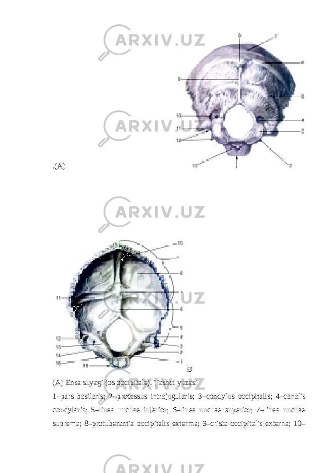 .( А ) B ( А ) Ensa suyagi (os occipitale). Tashqi yuzasi 1–pars basilaris; 2–processus intrajugularis; 3–condylus occipitalis; 4–canalis condylaris; 5–linea nuchae inferior; 6–linea nuchae superior; 7–linea nuchae suprema; 8–protuberantia occipitalis exterma; 9–crista occipitalis externa; 10– 