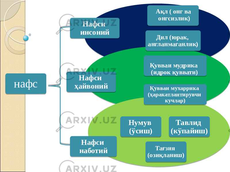 Нафси наботийНафси ҳайвоний Нафси инсоний нафс Тавлид (кўпайиш)Нумув (ўсиш) Тағзия (озиқланиш) Қувваи мудрика (идрок қуввати) Қувваи мухаррика (ҳаракатлантирувчи кучлар)Дил (юрак, англанмаганлик) Ақл ( онг ва онгсизлик) 