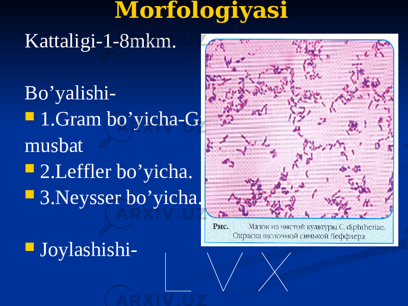 Morfologiyasi Kattaligi-1-8mkm. Boʼyalishi-  1.Gram boʼyicha-Gr musbat  2.Leffler boʼyicha.  3.Neysser boʼyicha.  Joylashishi- 