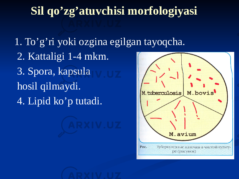 Sil qoʼzgʼatuvchisi morfologiyasi 1. Toʼgʼri yoki ozgina egilgan tayoqcha. 2. Kattaligi 1-4 mkm. 3. Spora, kapsula hosil qilmaydi. 4. Lipid koʼp tutadi. 