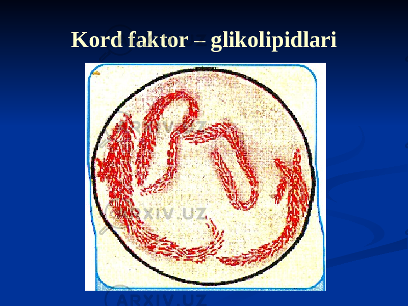 Kord faktor – glikolipidlari 