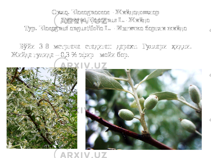 Оила. Elaeagnaceae - Жийдадошлар Туркум. Elaeagnus L.- Жийда Тур. Elaeagnus angustifolia L. - Ингичка баргли жийда Бўйи 3-8 метргача етадиган дарахт. Гуллари ҳидли. Жийда гулида – 0,3 % эфир - мойи бор. 