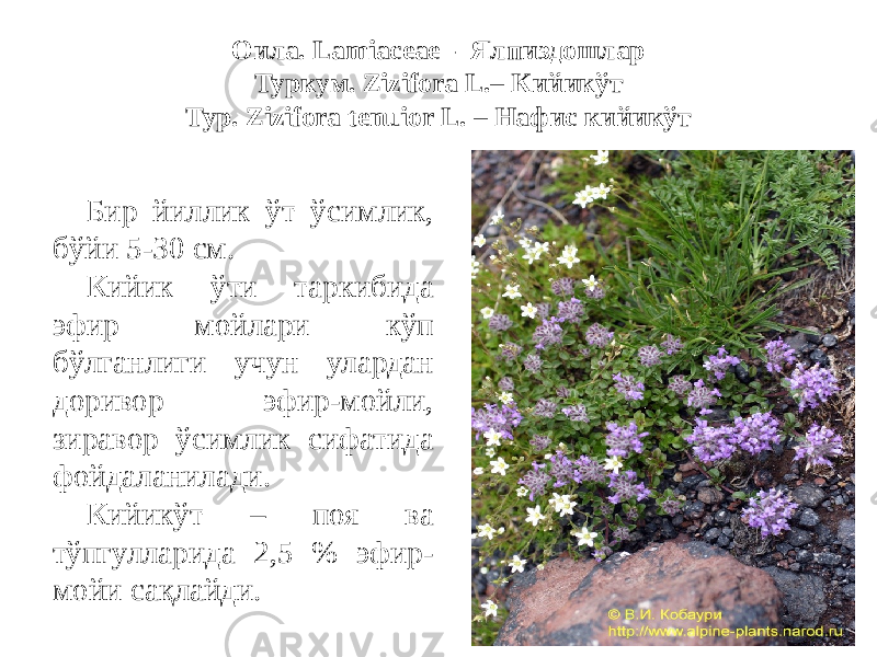 Оила. Lamiaceae - Ялпиздошлар Туркум. Zizifora L.– Кийикўт Тур. Zizifora tenuior L. – Нафис кийикўт Бир йиллик ўт ўсимлик, бўйи 5-30 см. Кийик ўти таркибида эфир мойлари кўп бўлганлиги учун улардан доривор эфир-мойли, зиравор ўсимлик сифатида фойдаланилади. Кийикўт – поя ва тўпгулларида 2,5 % эфир- мойи сақлайди. 