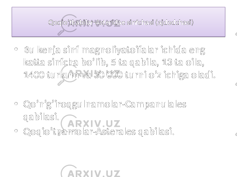 Qoqio’tkabilar-Asteridae sinfchasi (ajdodchasi ) • Bu kenja sinf magnoliyatoifalar ichida eng katta sinfcha bo’lib, 5 ta qabila, 13 ta oila, 1400 turkum va 30 000 turni o’z ichiga oladi. • Qo’n’g’iroqgulnamolar-Campanulales qabilasi . • Qoqio’tnamolar-Asterales qabilasi .01 01 